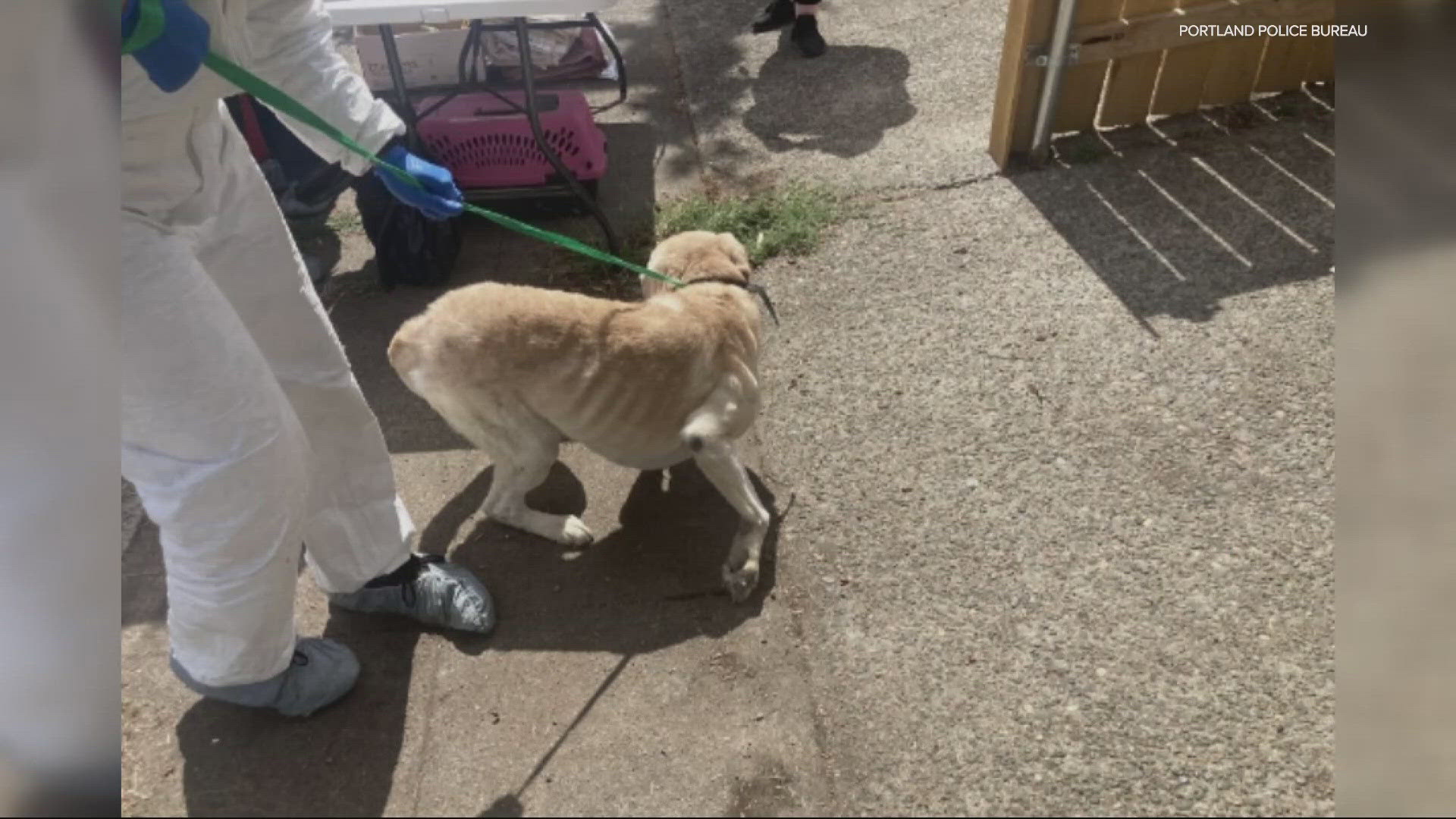 Police said several dogs were found to be neglected and living in unsanitary conditions, with neighbors saying they had been raising the alarm for years.