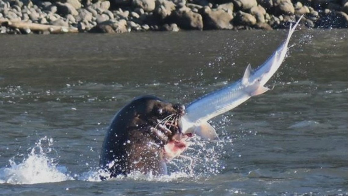 Sea lions continue to eat big fish near Willamette Falls | kgw.com