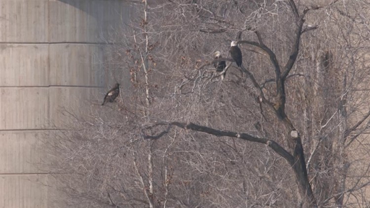 Grant's Getaways: Eagle watch at The Dalles Dam