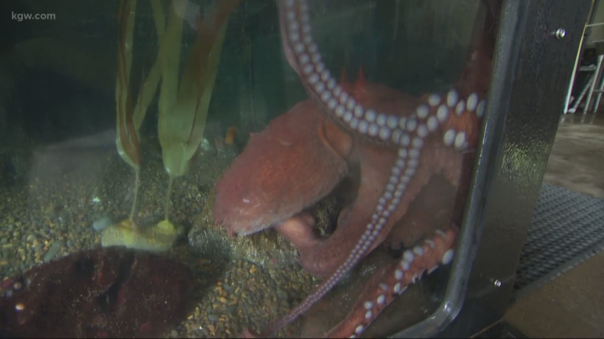 Ever been face-to-face with an octopus?