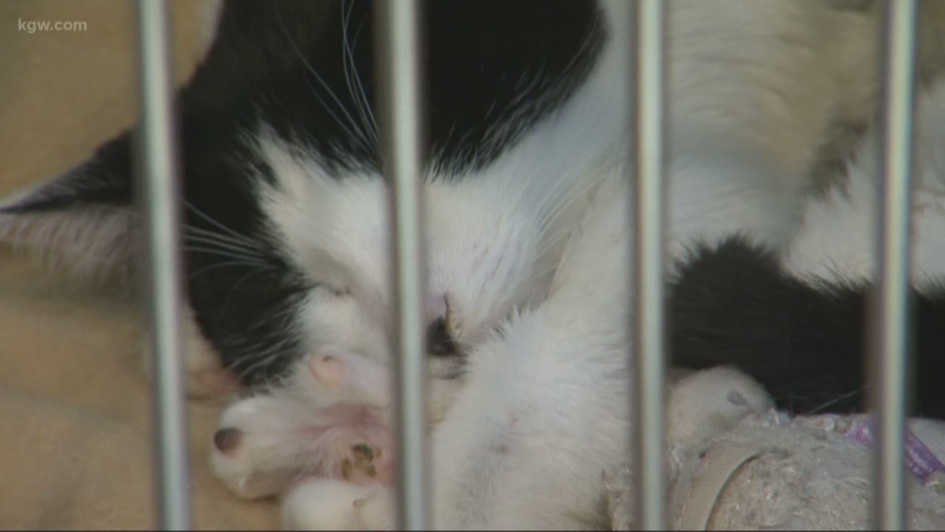 Dozens of cats from fire-ravaged California coming to Oregon for adoption |  