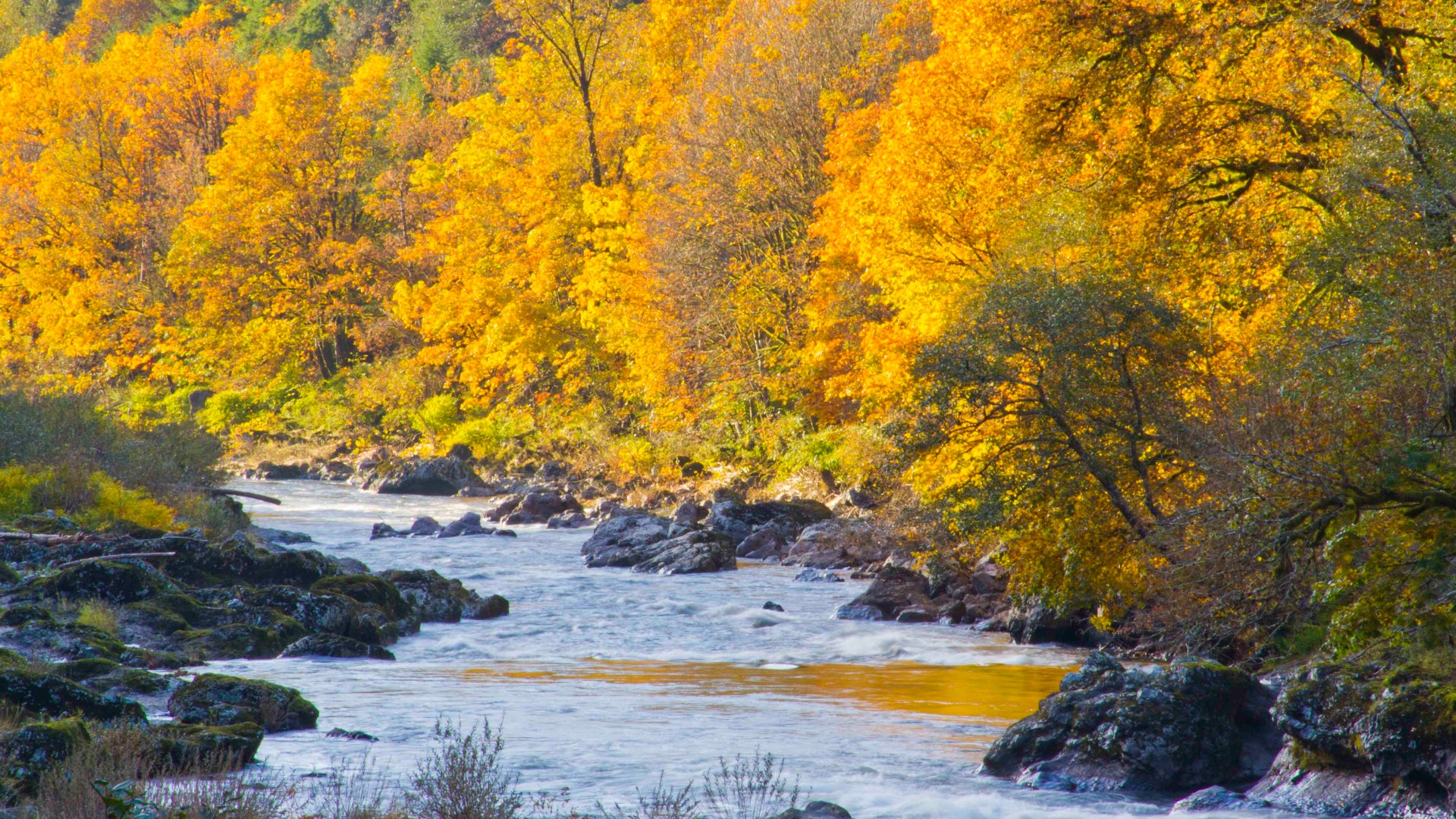 Grant McOmie travels along the Lower Nehalem River in Tillamook County for scenic views of spectacular fall colors.