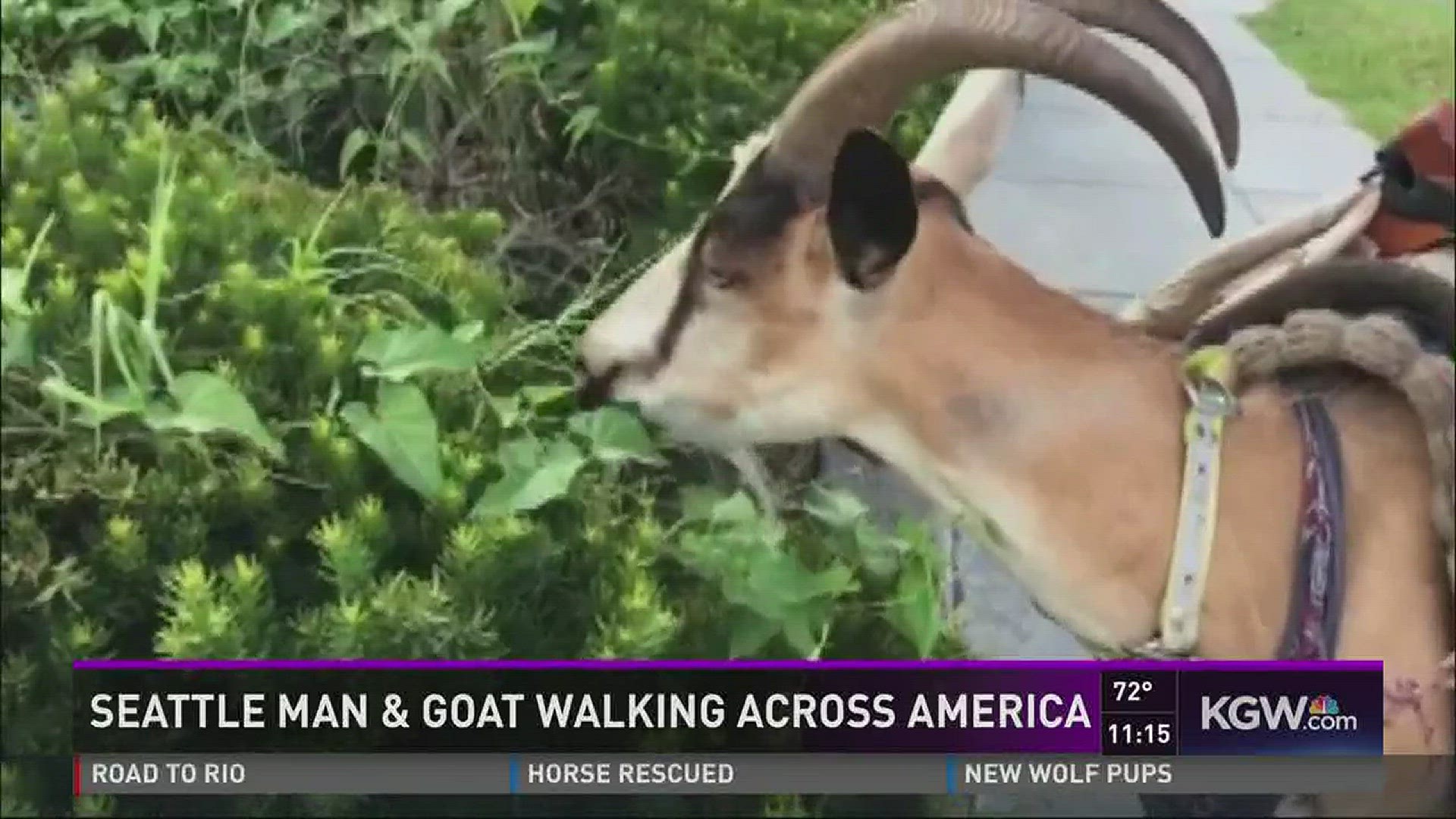 Man, goat walk from Space Needle to Times Square