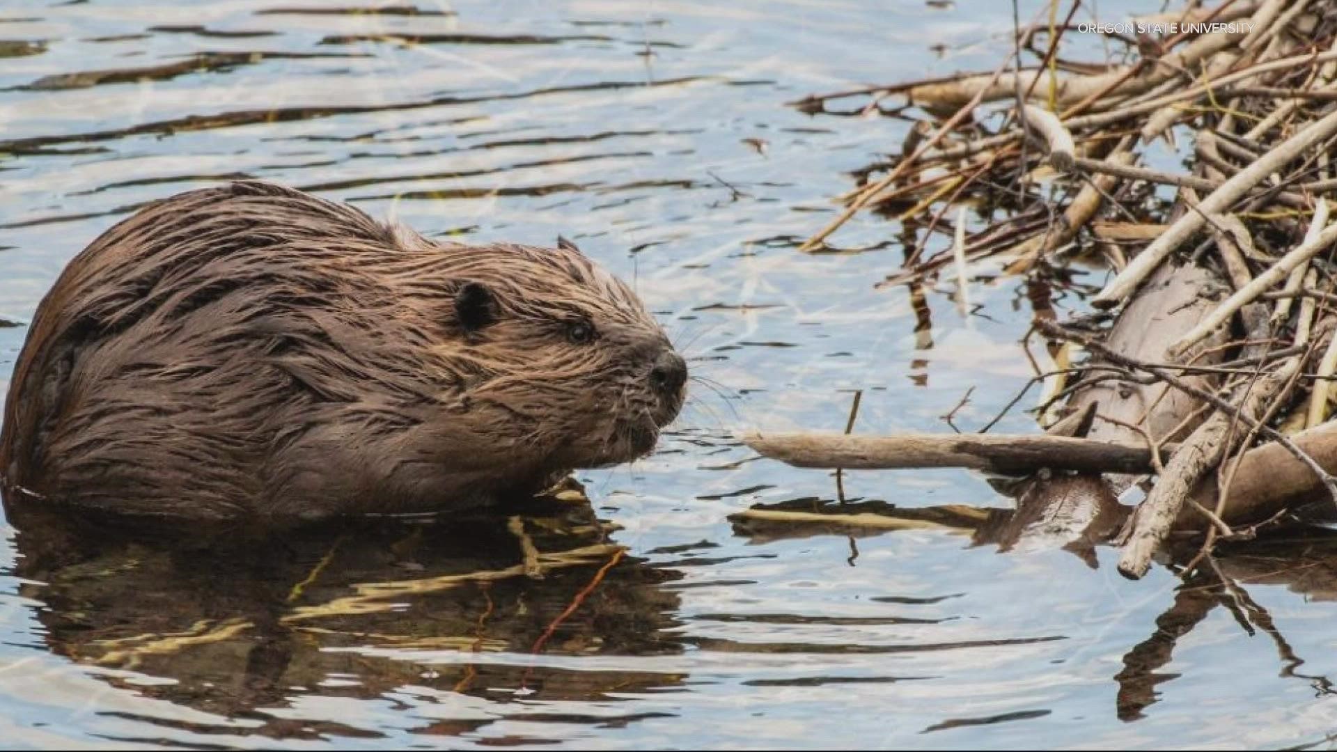 A team of researchers say they want to see more wolves and beavers on federal land because of their benefits for the ecosystem.