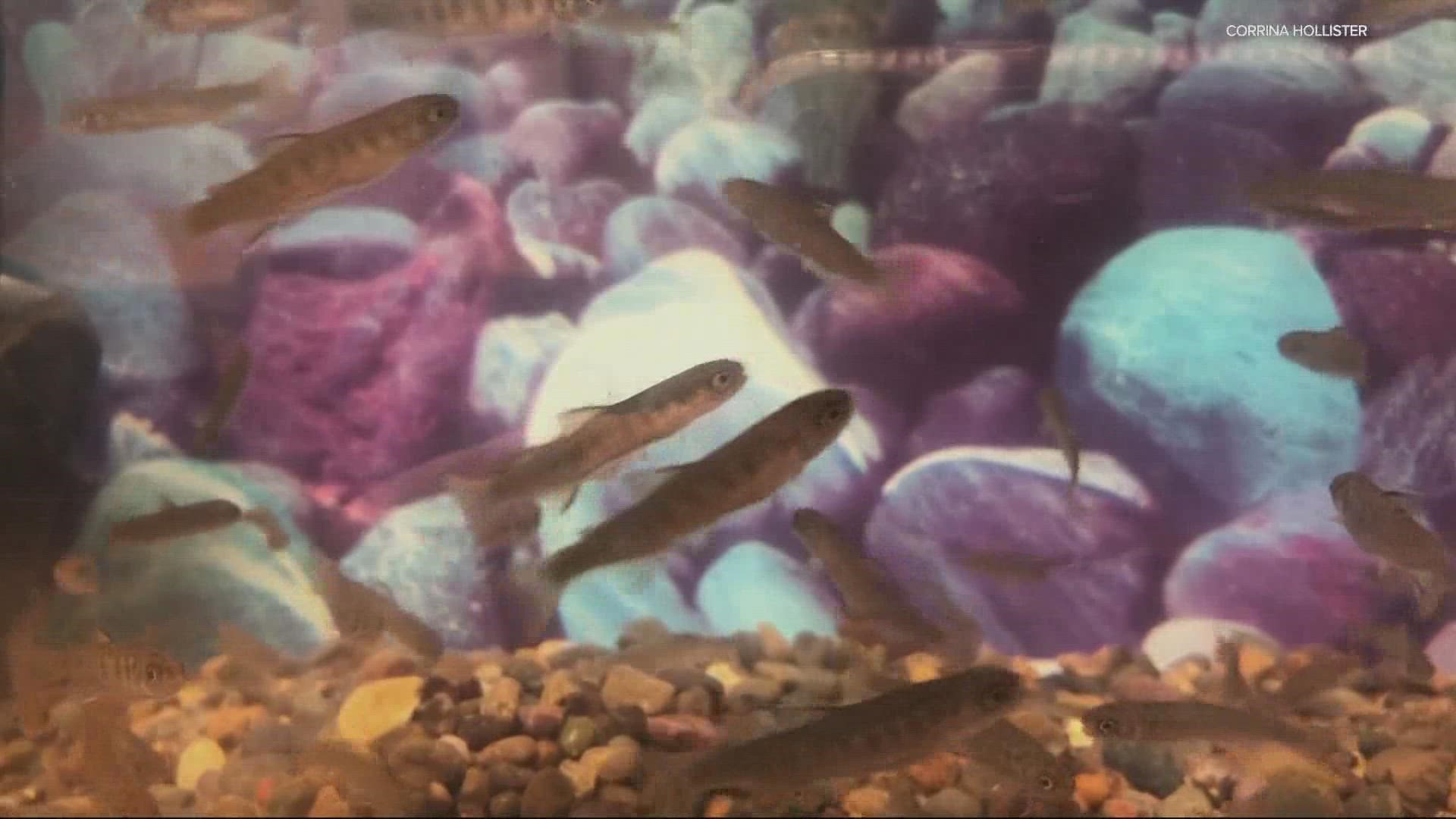 The class received 300 eggs back in November. Now they’re releasing the young salmon in Gee Creek.