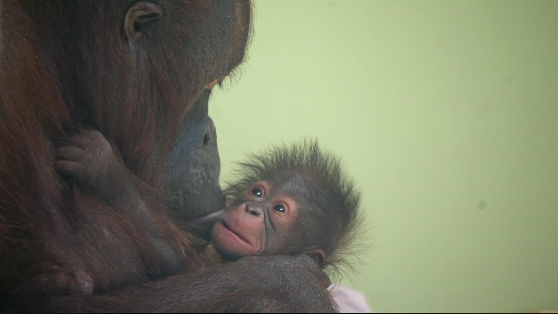 KGW Sunrise has been celebrating Mother's Day all week long. Drew Carney visited the Oregon Zoo to meet some of the moms there, including new mom Kitra the orangutan