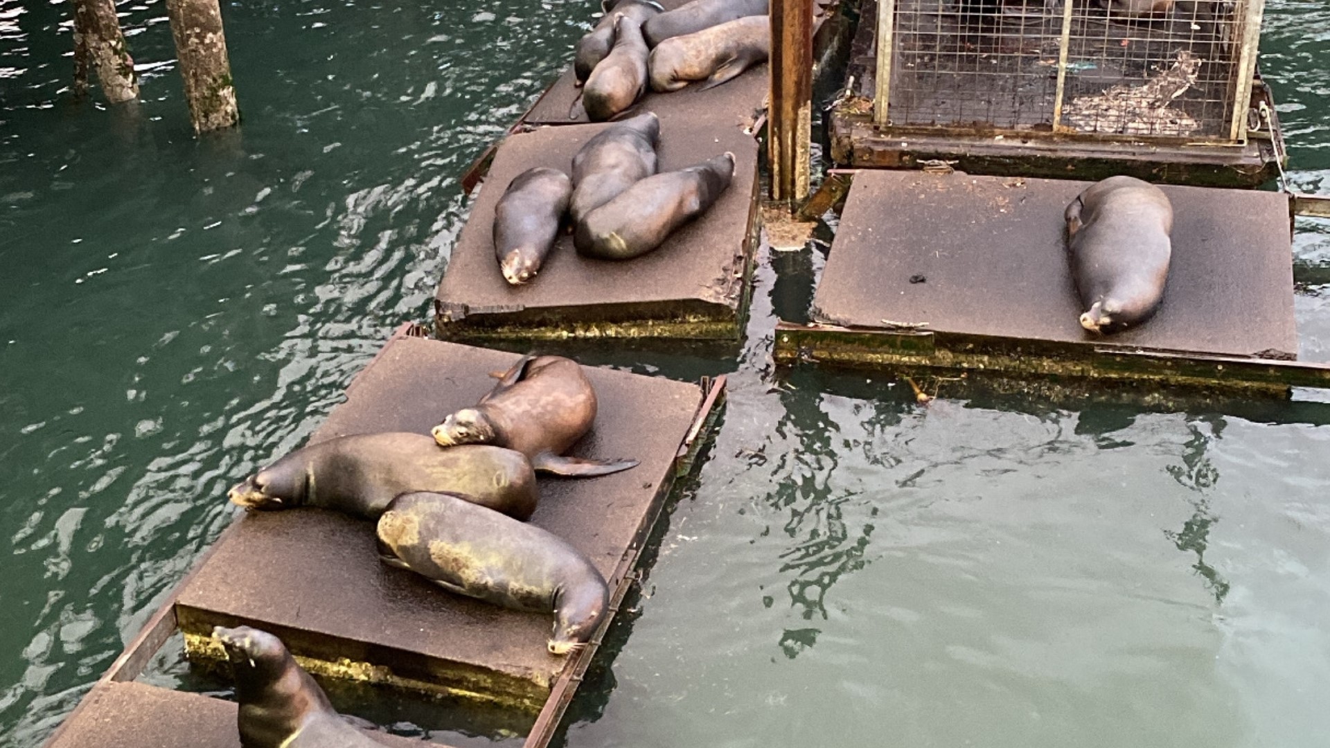 Business owners in Newport are raising money to fix the popular Sea Lion docks that were destroyed in a winter storm last month