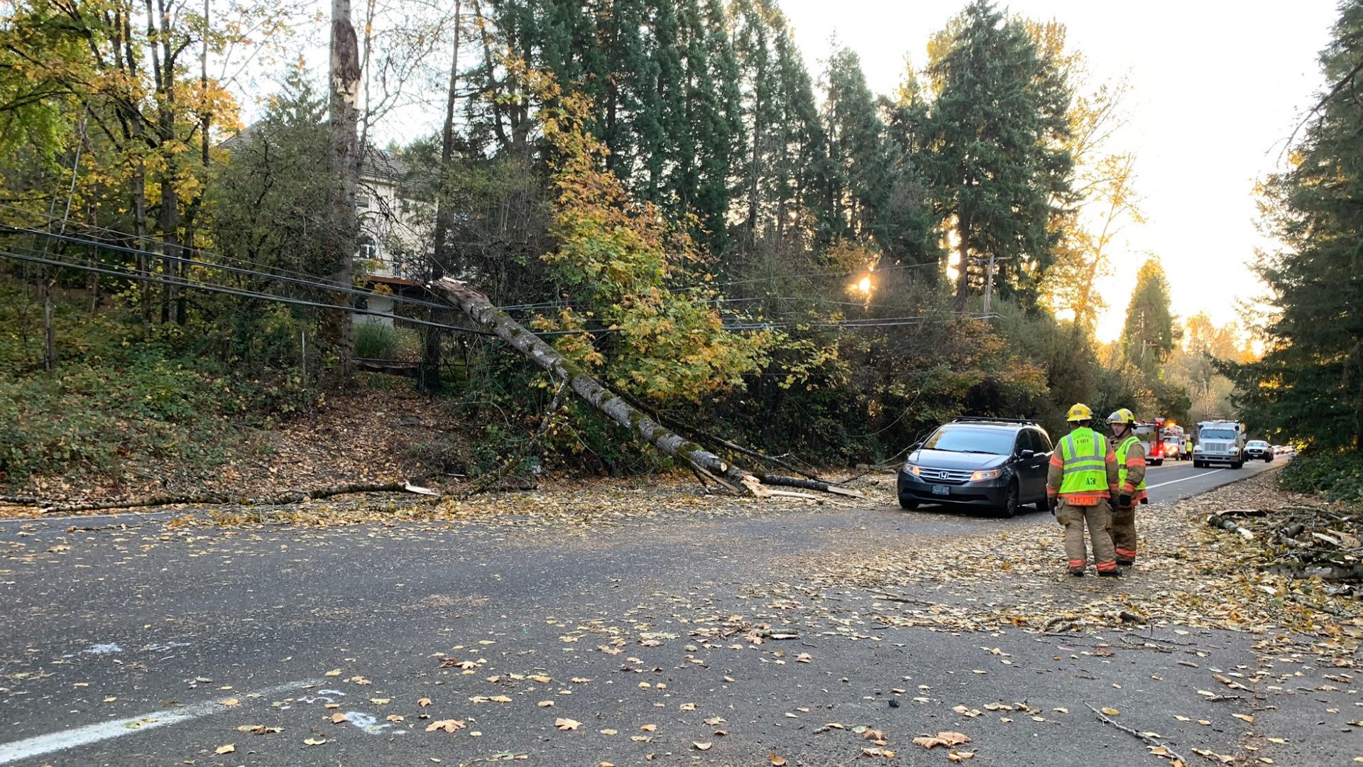 High winds knock out power, bring down tree in Portland | kgw.com