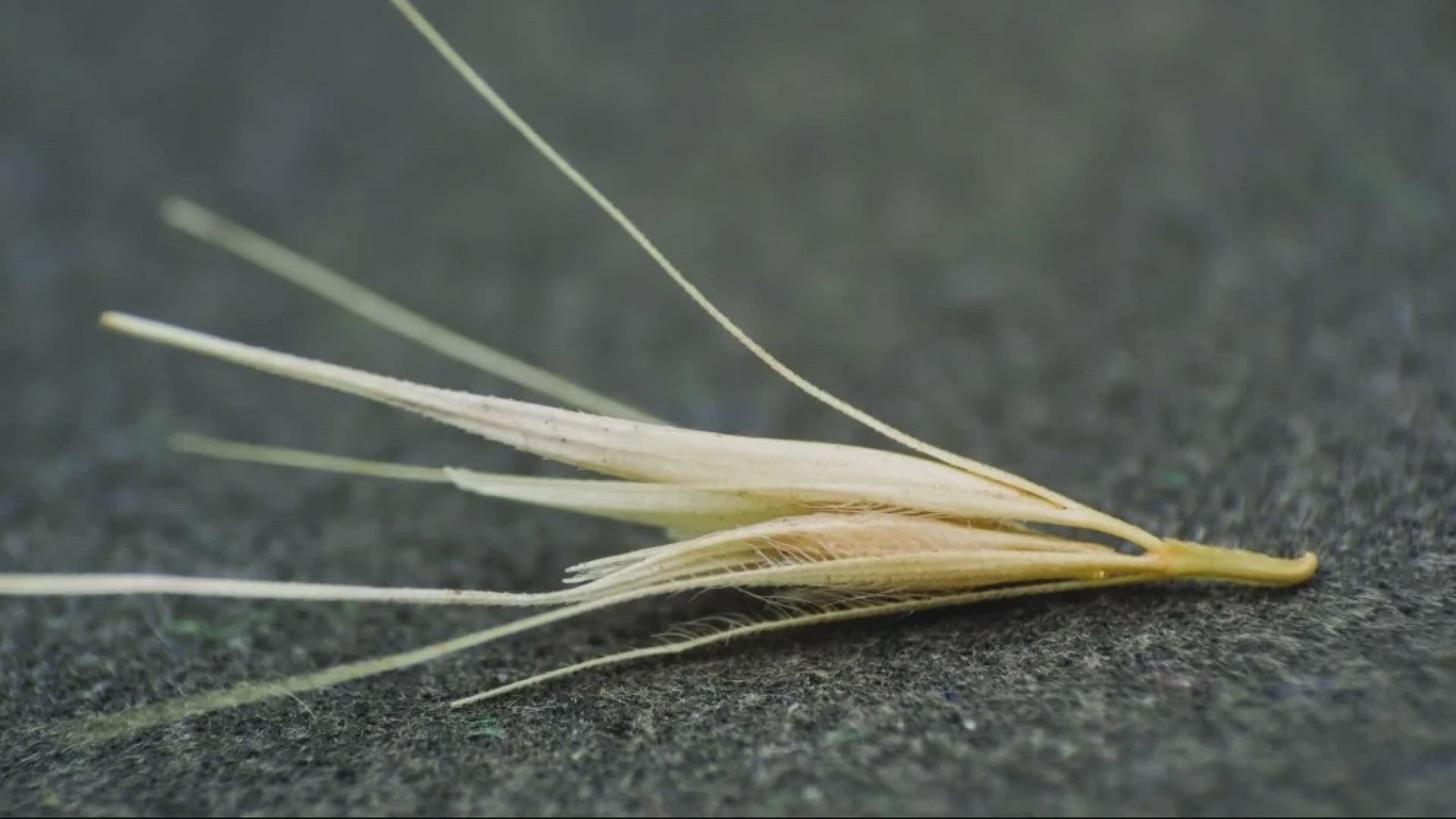 As foxtails dry out, they can break free and be ingested by dogs and cats who smell them or burrow in between their toes.