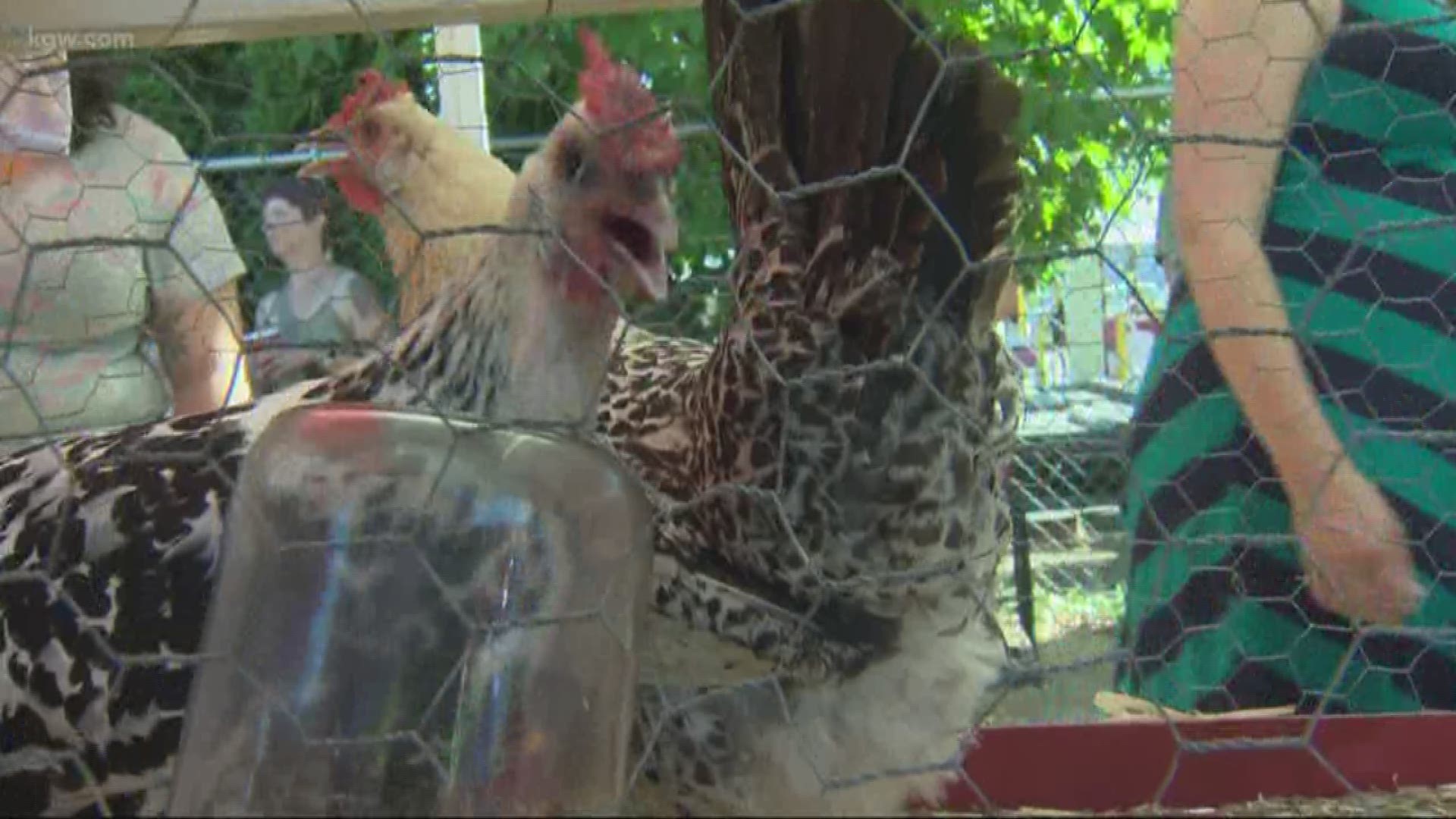 'Chicken beauty contest' a hit at Lents Fair