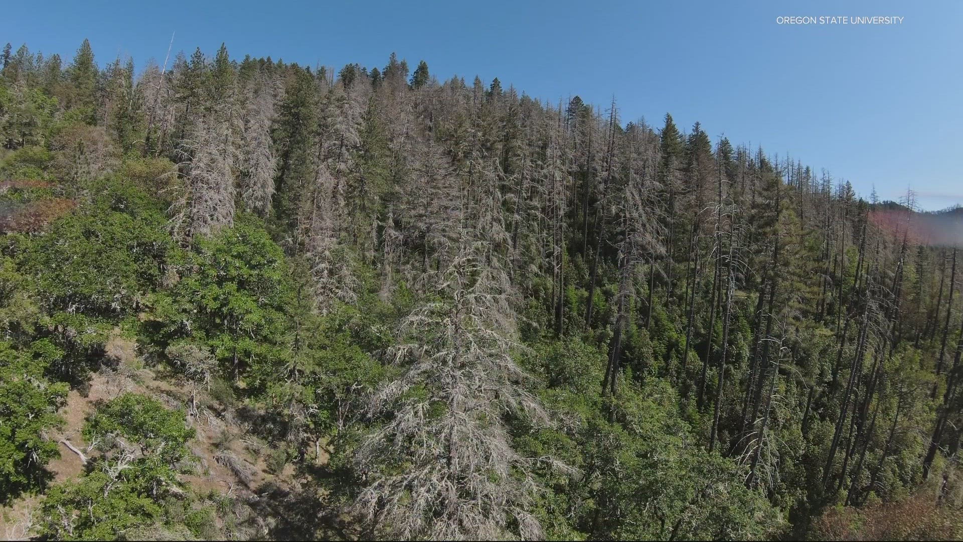 Hotter and drier conditions in recent years have impacted the population of Oregon’s state tree, with wildfires making things worse.