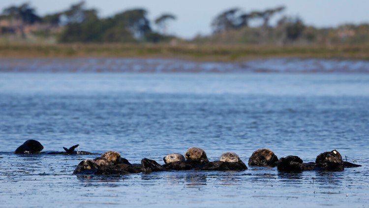 Group seeks reintroduction of sea otters along West Coast