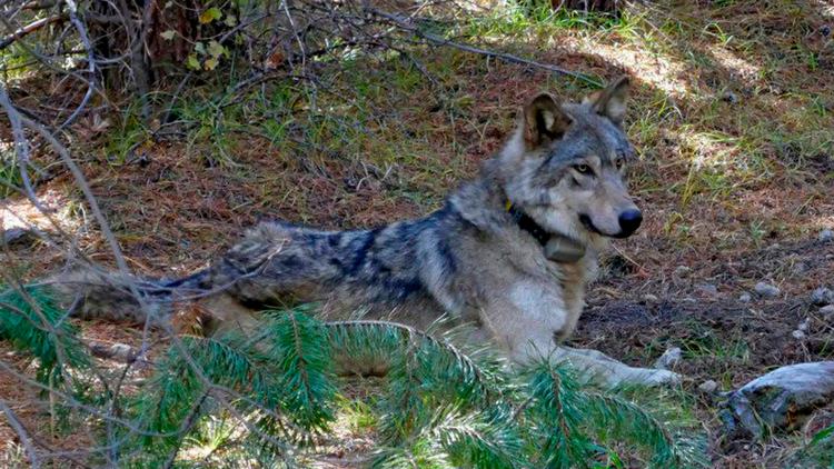 Conservationists call for action to combat Northwest wolf poaching