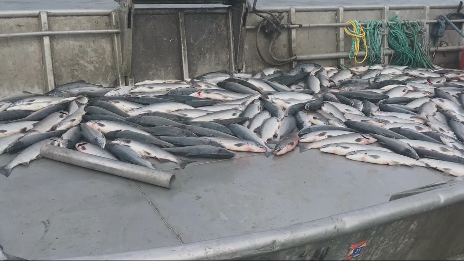 Apparently, some chefs have been sending their shipments of salmon back because they're too small. KGW's Keely Chalmers looked into why they're shrinking.