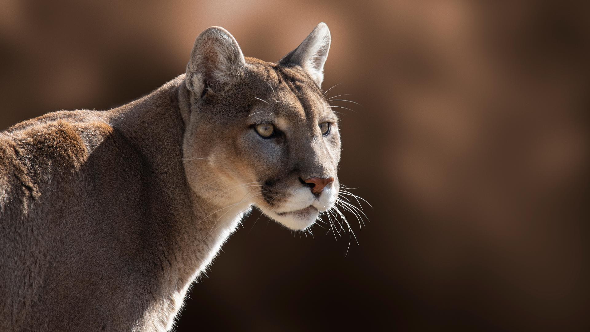 Always be alert in wooded areas, especially in the early morning and evening when cougars are most active.