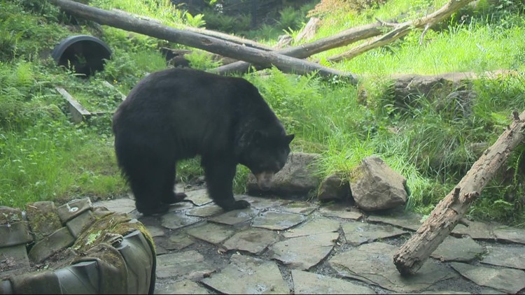 Oregon Zoo holding fundraiser to build new bear habitat