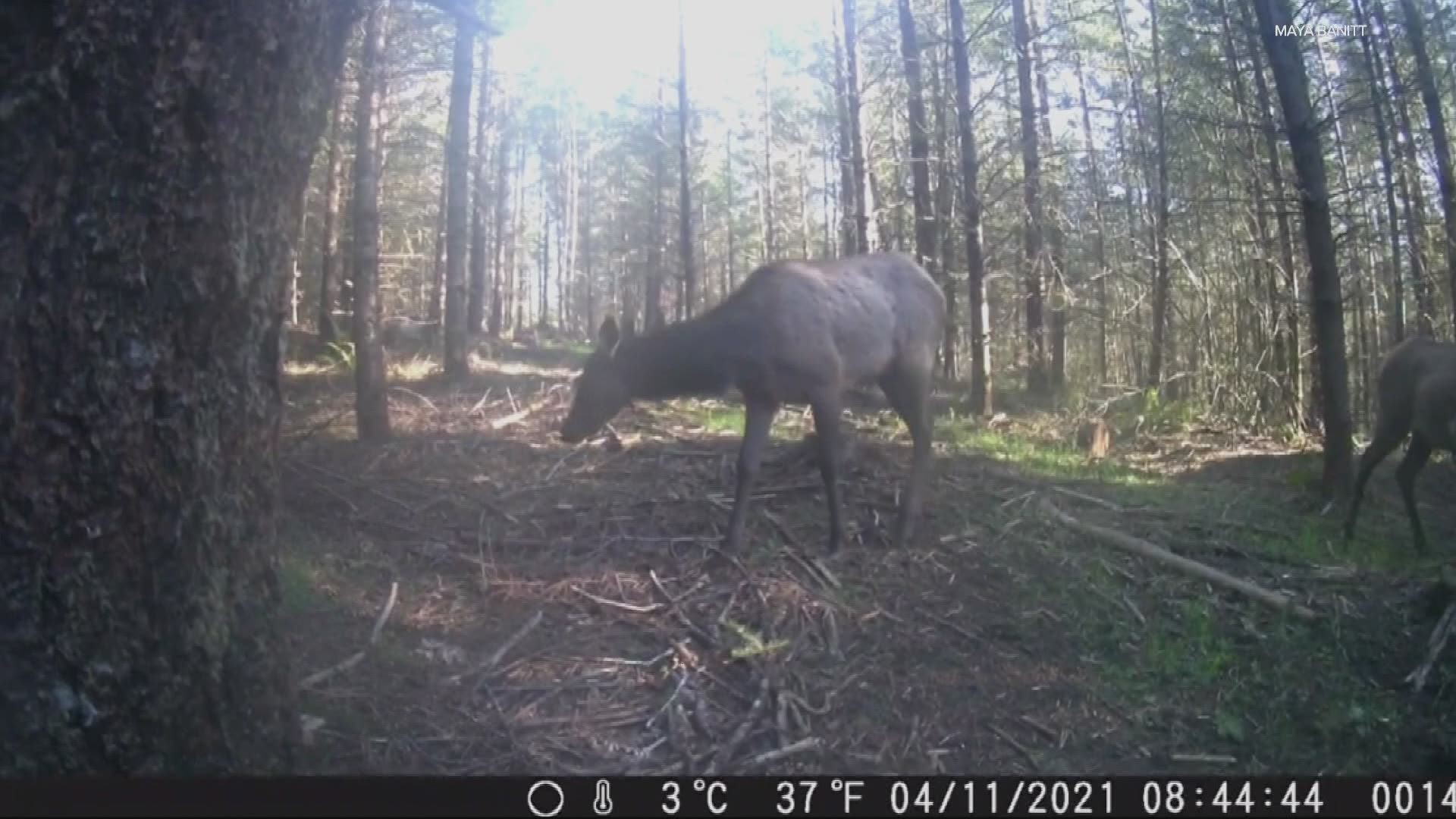 When Maya Banitt’s trail cam went missing she had a good idea what happened to it. She had no idea how entertaining the footage would be.