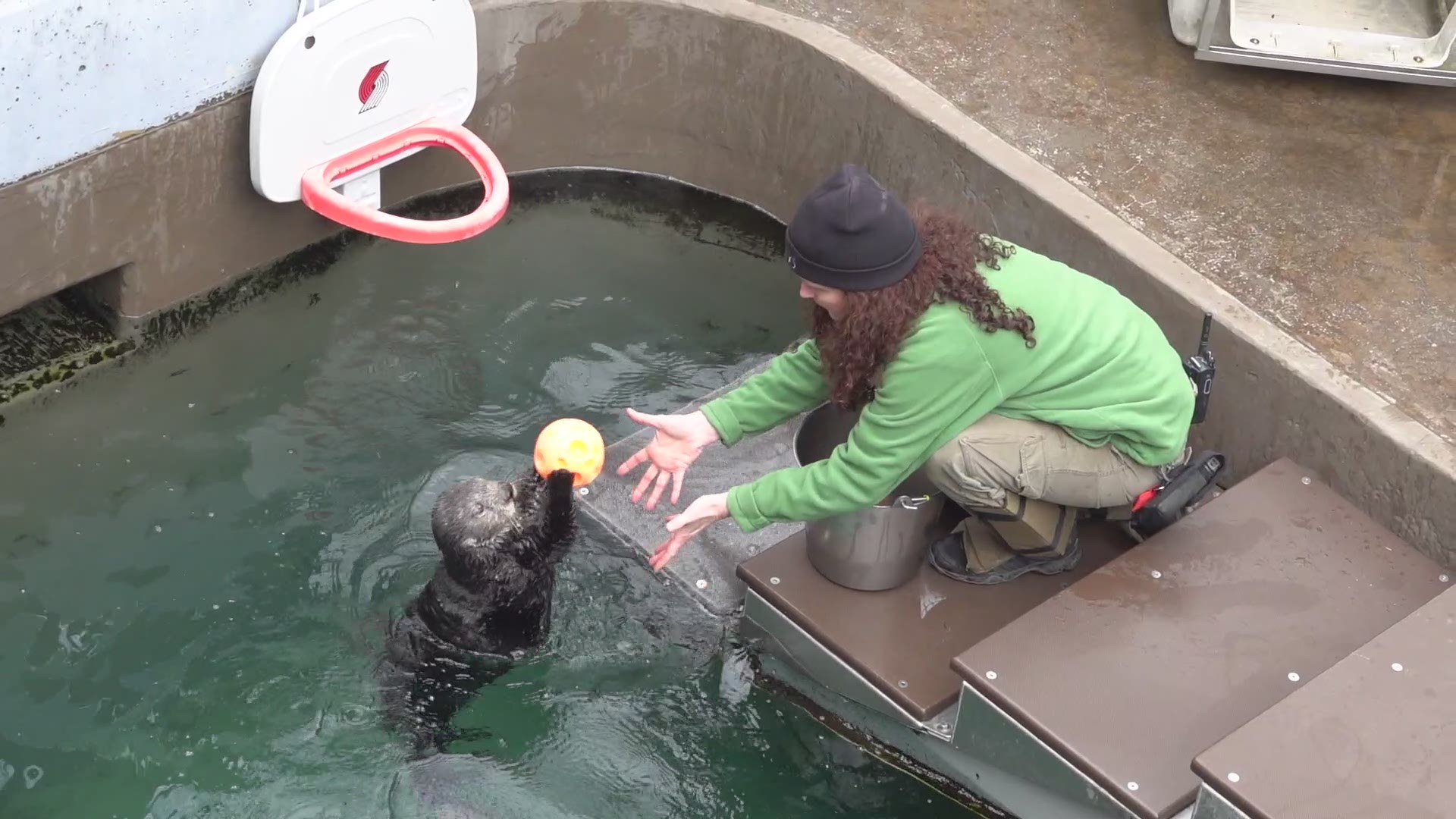 The Oregon Zoo has a new dunking all-star and her name is Juno!