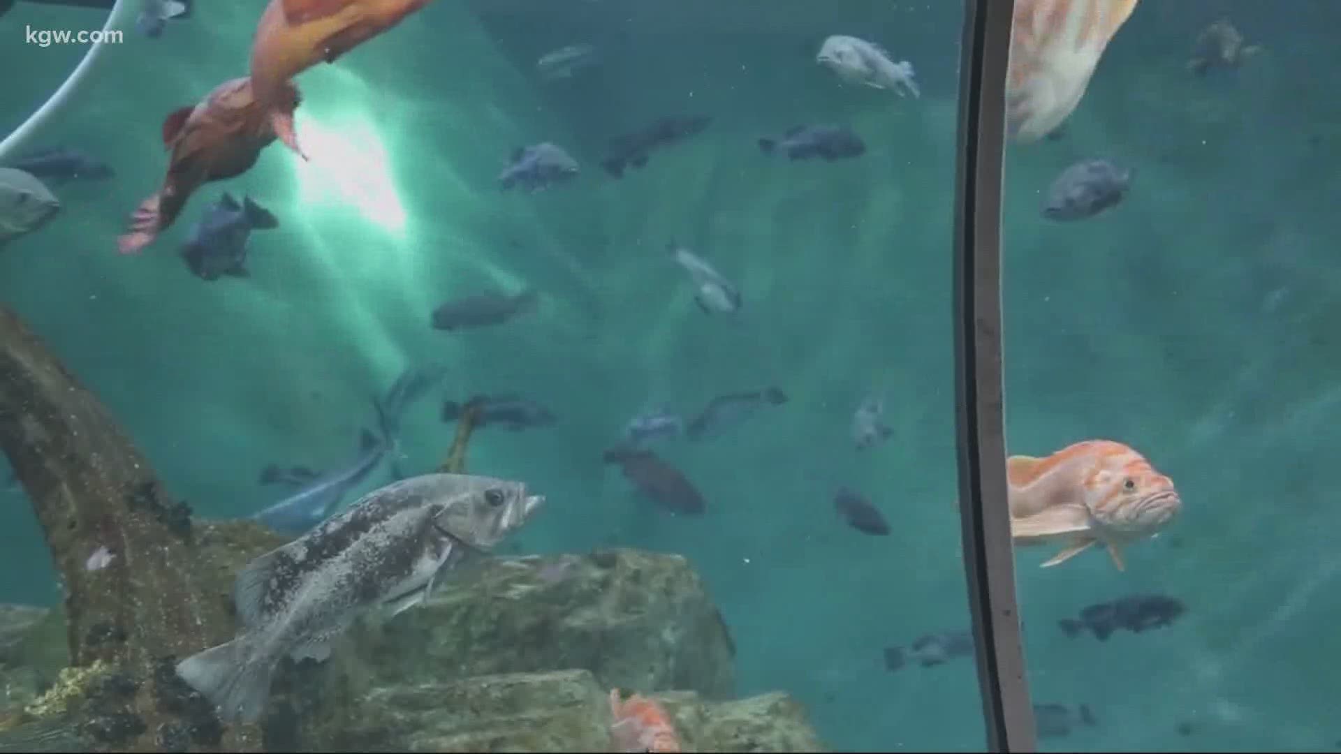 The aquarium hopes to reopen by the end of June with safety measures in place.