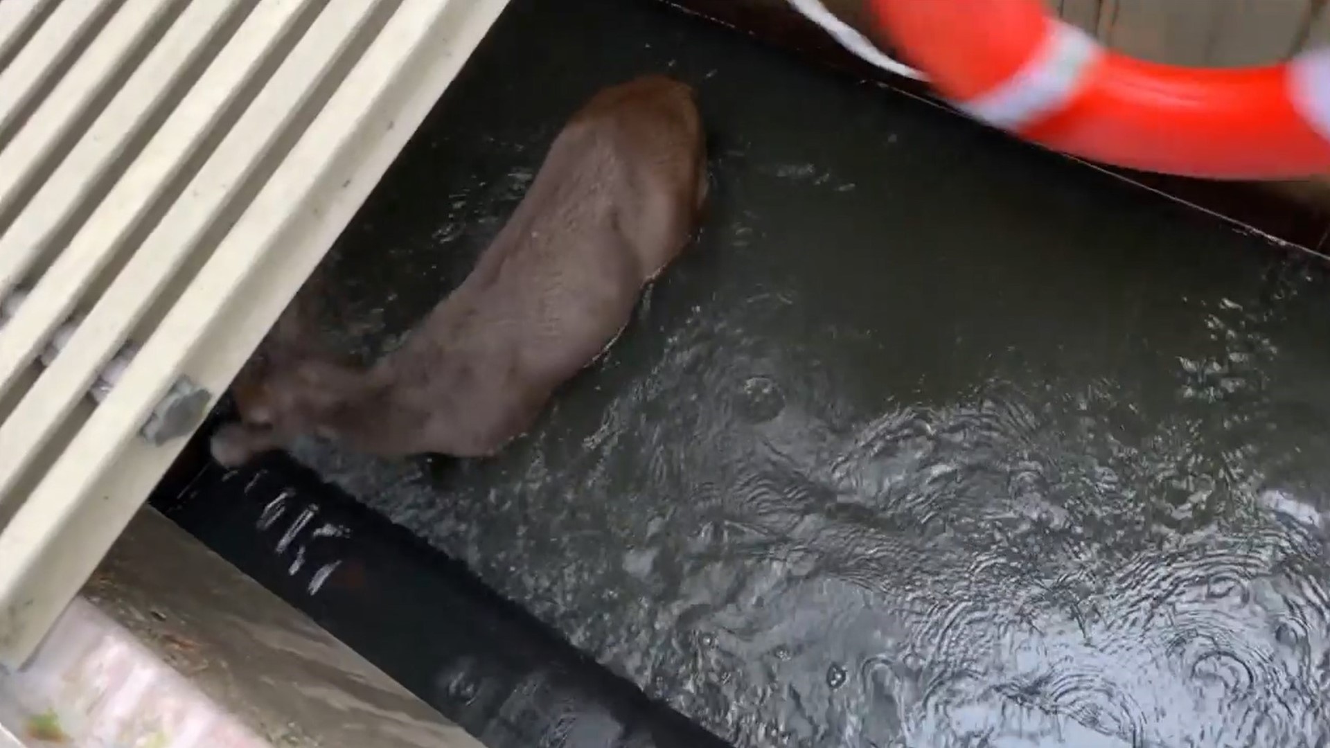 Firefighters rescued a deer trapped in a tank at a St. Helens, Oregon, water treatment plant. Video courtesy of Columbia River Fire & Rescue.