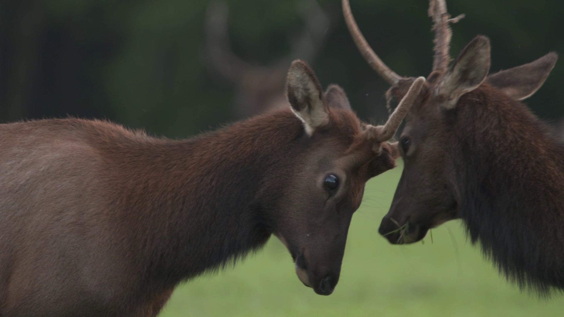 Grant McOmie visited three wildlife destinations along the Oregon Coast Range where bull elk put on quite a show.