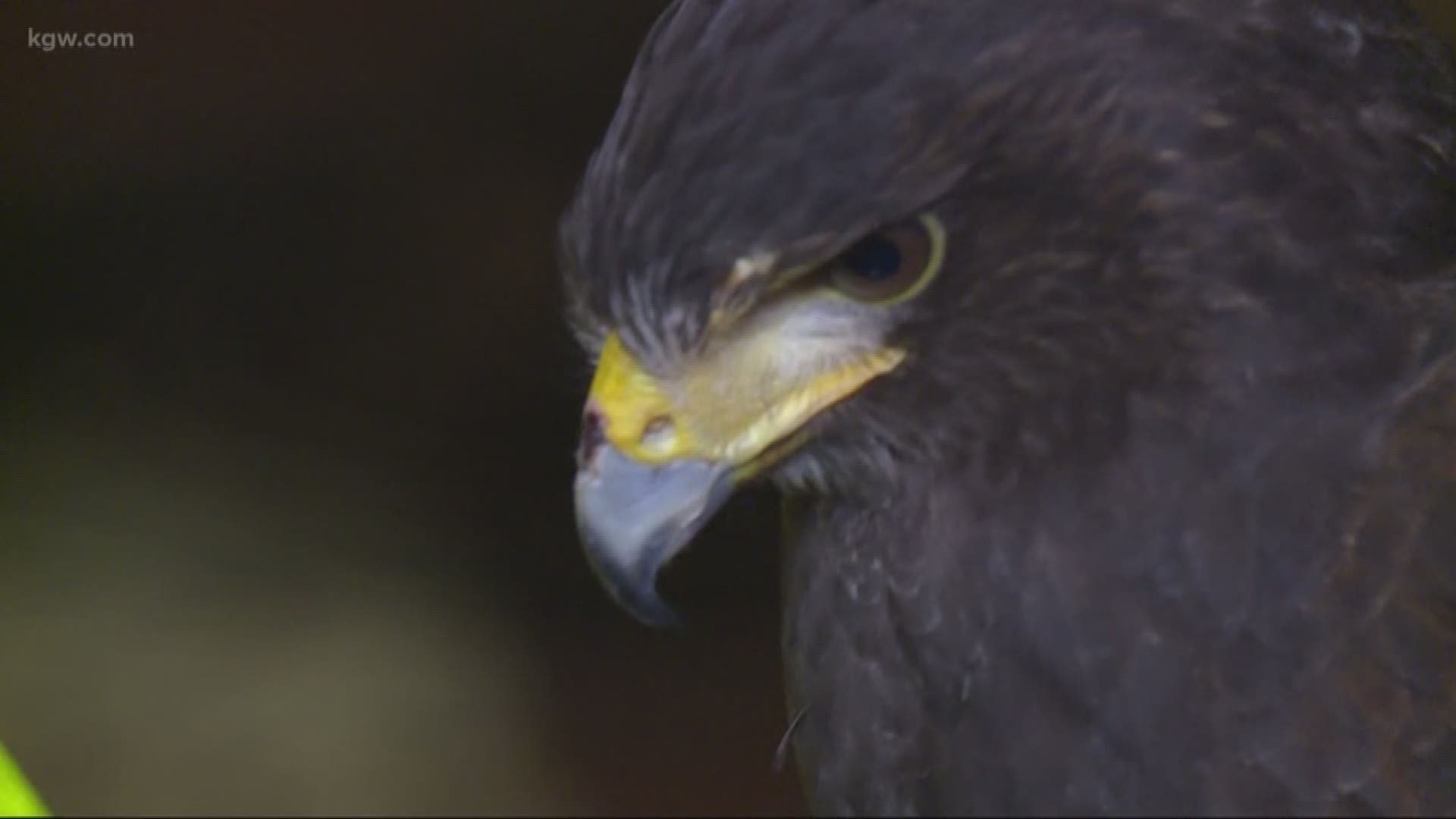 A hawk works to control crows in Downtown Portland