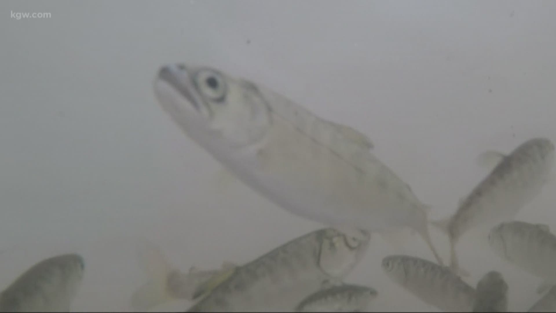 The goal is to increase the numbers of the endangered fish. It is no doubt an important effort. But some wonder if this tinkering with Mother Nature could be harming wild salmon.