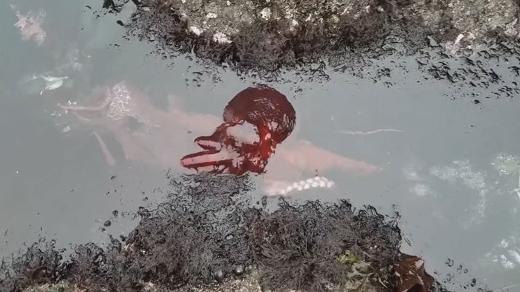 Watch: Giant Pacific octopus at Yaquina Head tidepools in Oregon