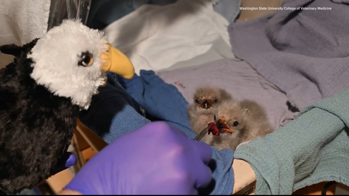 WSU team uses masks, puppets and live nest webcams to help rescued bald eagle chicks feel at home