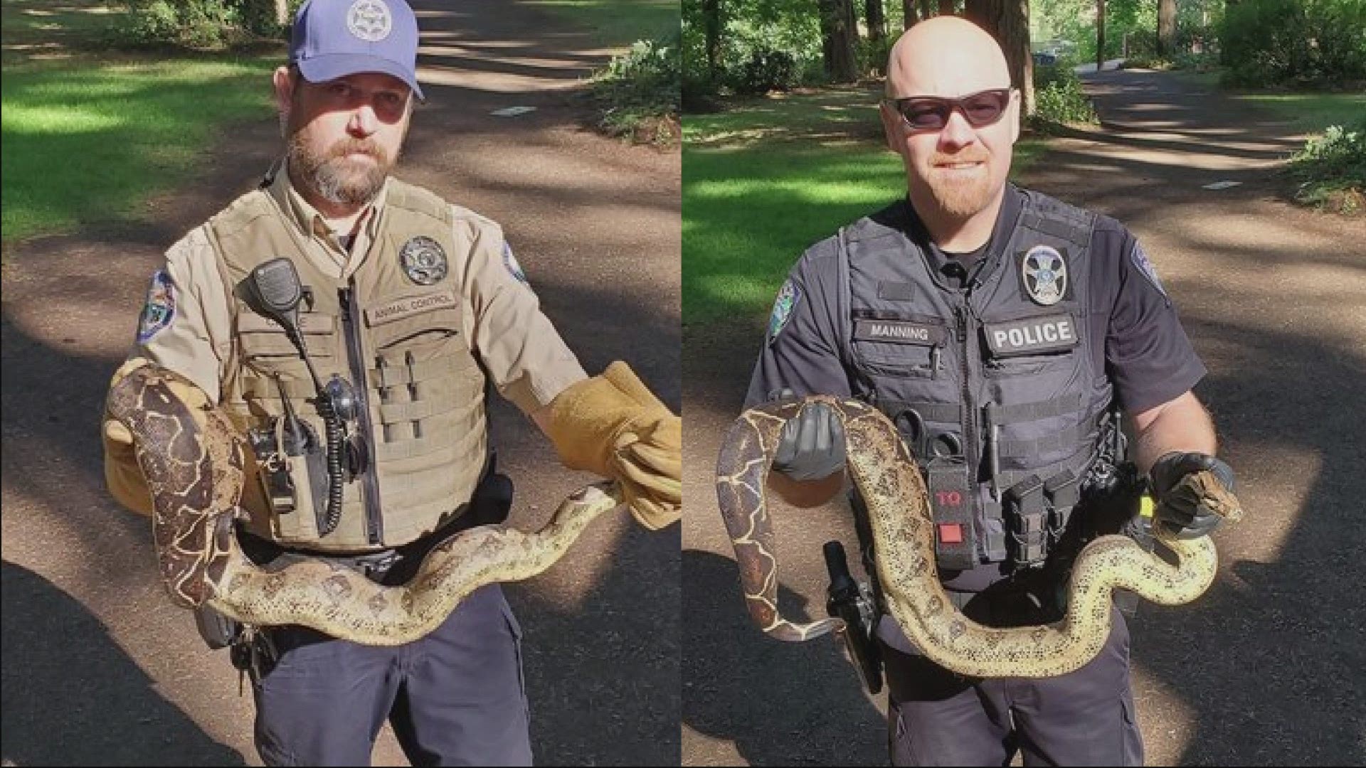 Police said authorities assume the snakes were dumped in the park by someone who owned them as pets.