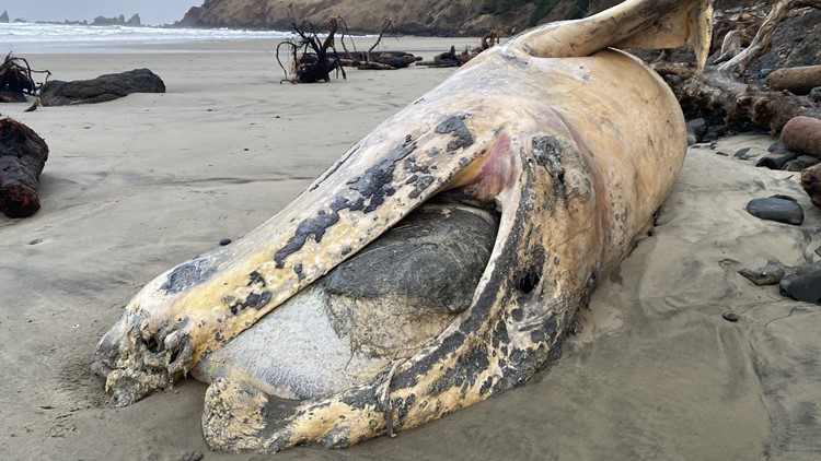 Dead, decomposing whale washes ashore near Cannon Beach over the weekend