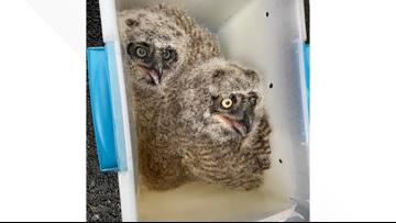 Rehoming owlets
