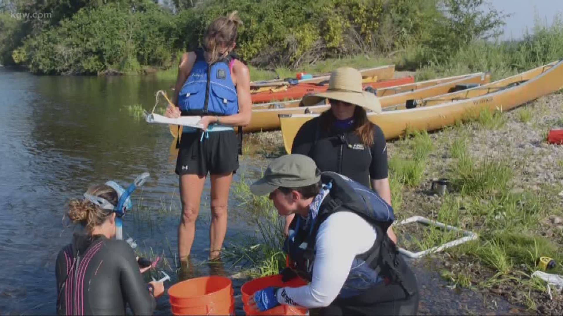 A study revealed that mussels are not reproducing in the Willamette River