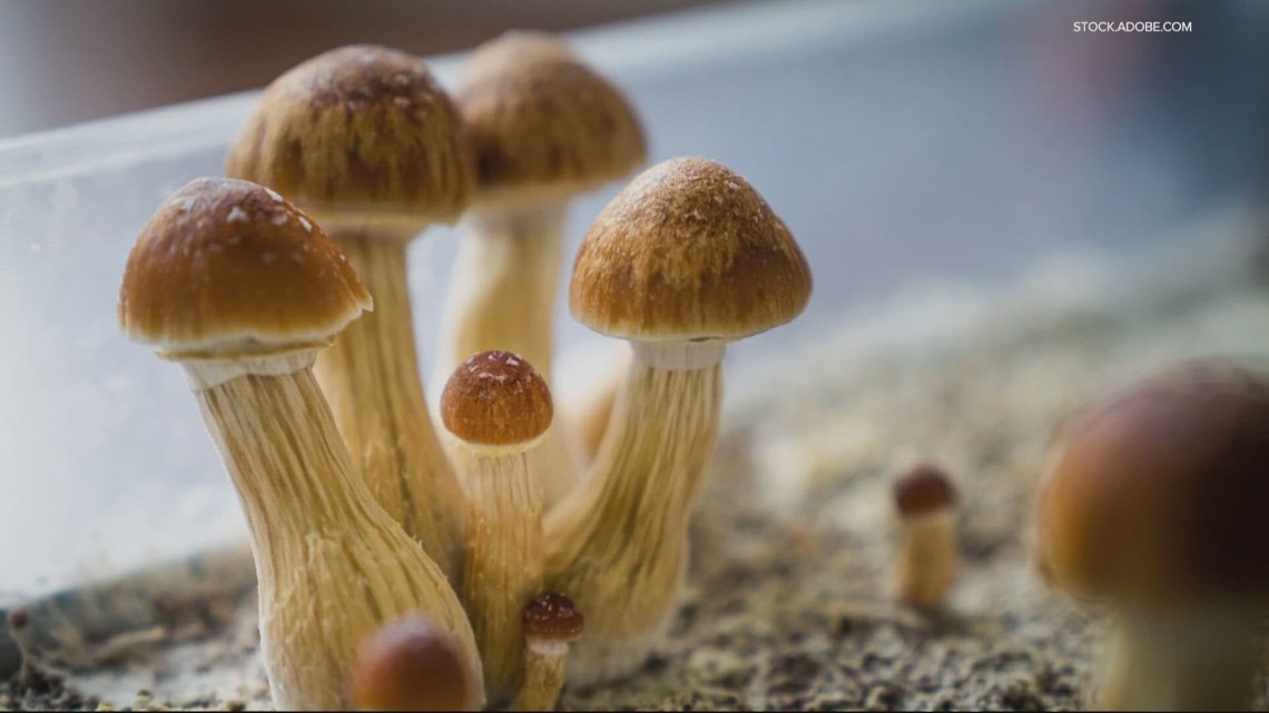 Through Oregon's psilocybin therapy industry, scientists now have a ready way to study psychedelics