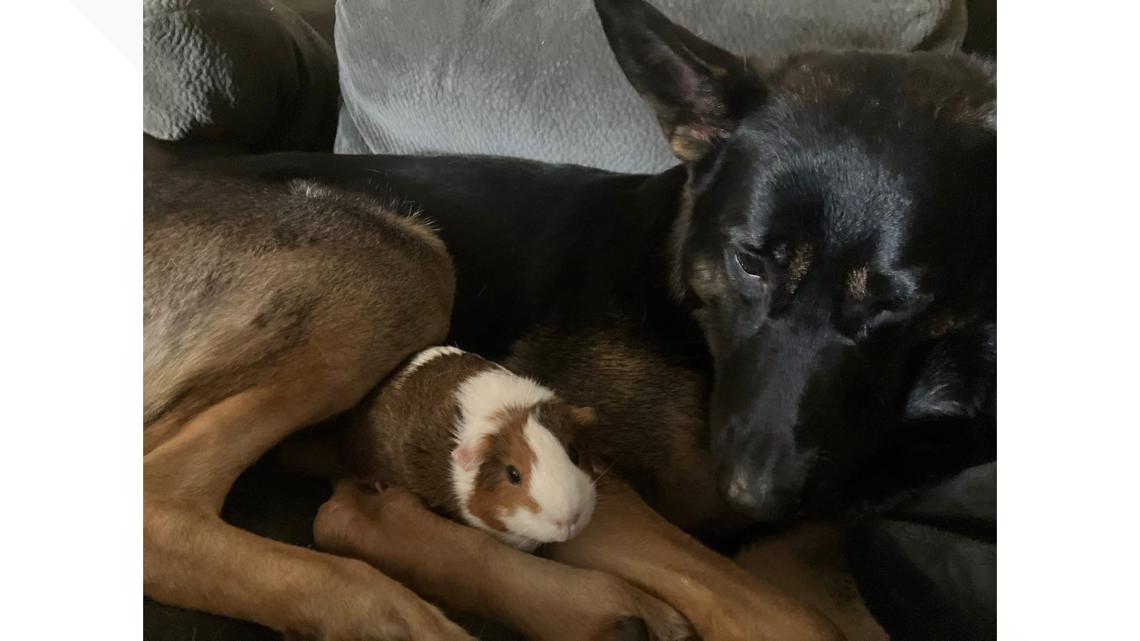Skamania County deputy shoots and kills neighbor's dog in Vancouver