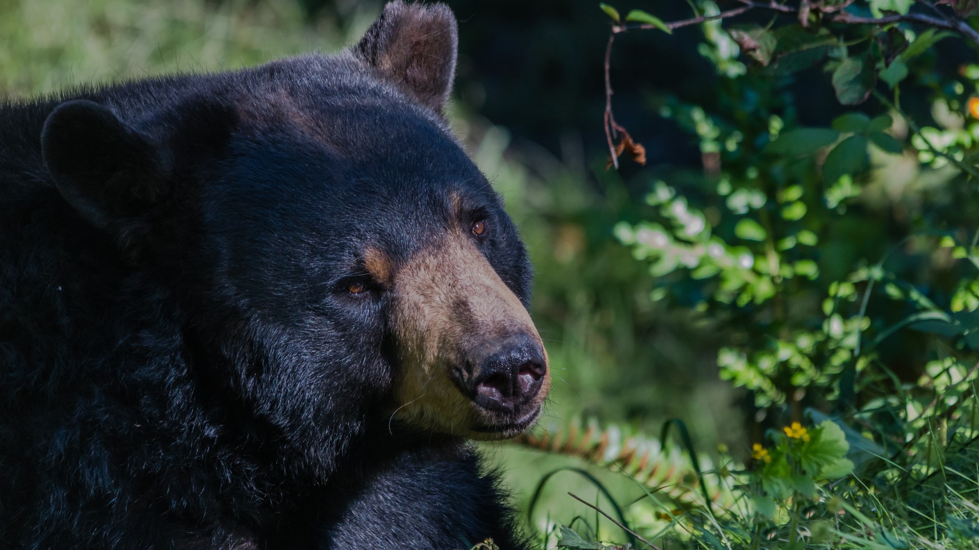 A man searching for the bear in the Mount Emily Recreation Area near La Grande suffered injuries to his arms and head during the attack Wednesday morning.