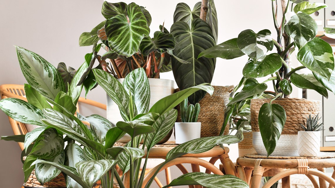 Unique houseplants add interest to the indoors - Jamestown Sun