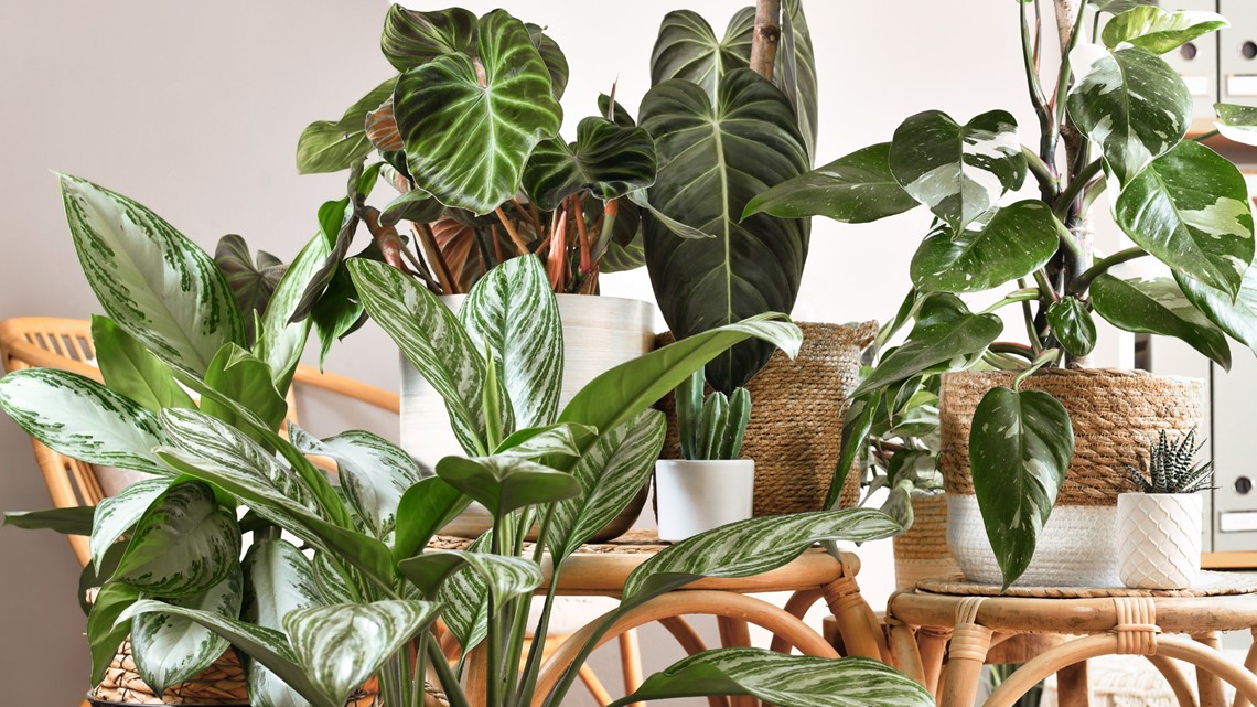 Houseplant care, tips for winter time in Portland, PNW