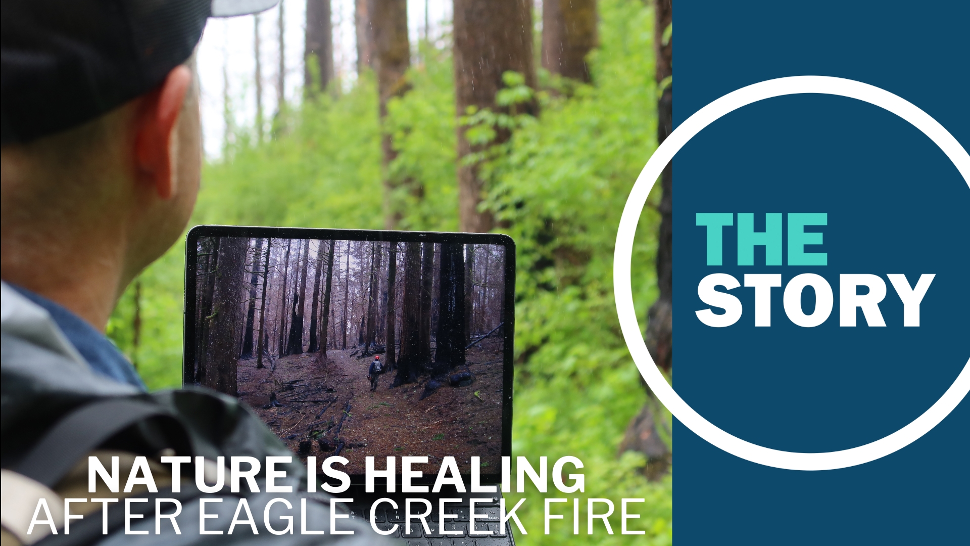 Over six years after the Eagle Creek Fire devastated parts of the Columbia River Gorge, its remarkable recovery is being painstakingly documented.