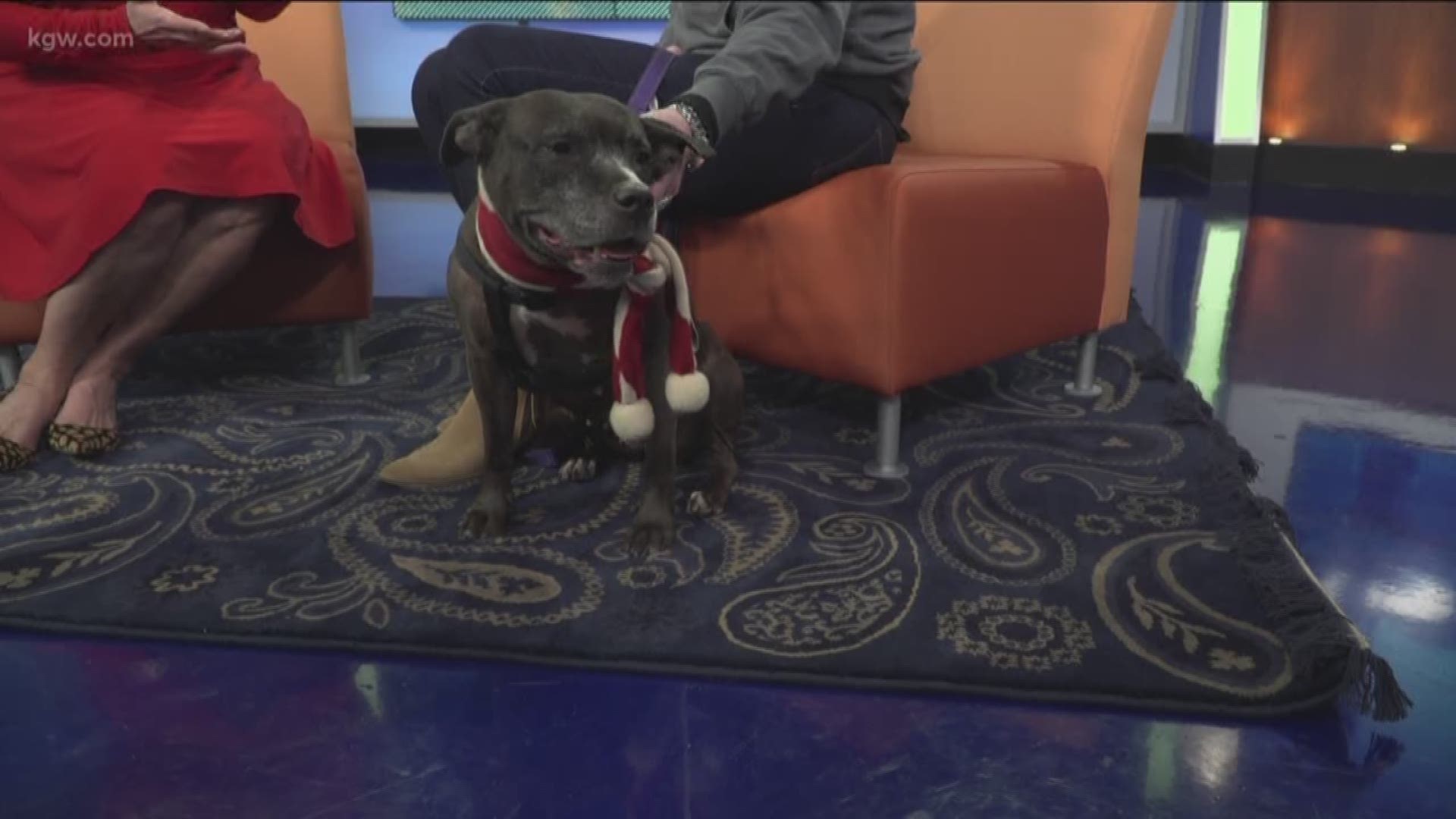 It's 'Happy Howl-idays at KGW and we are featuring dogs available for adoption.