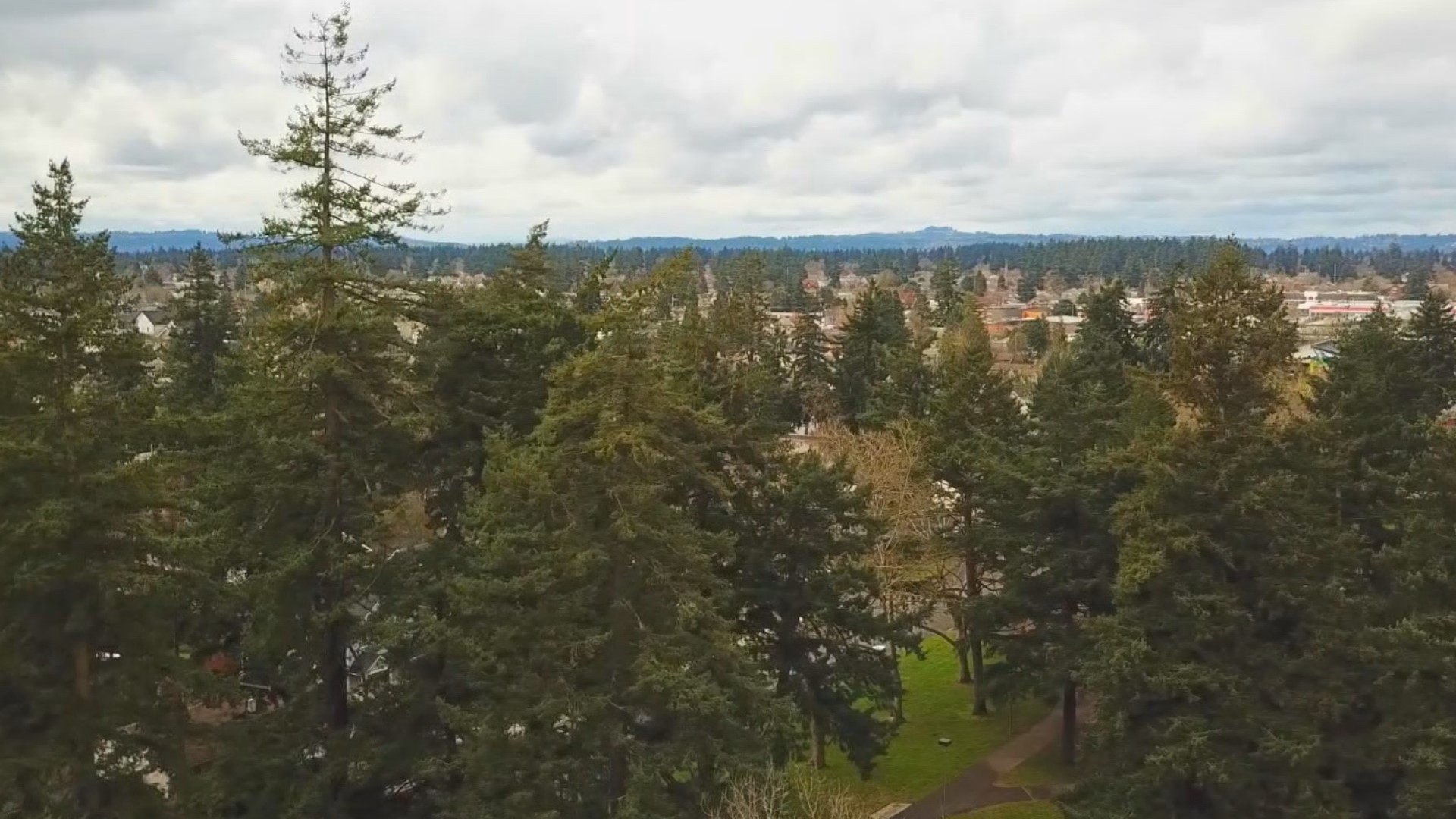 Cascadia Carbon is helping people cash in on trees in their yard while helping the environment. KGW's Chris McGinness explains.