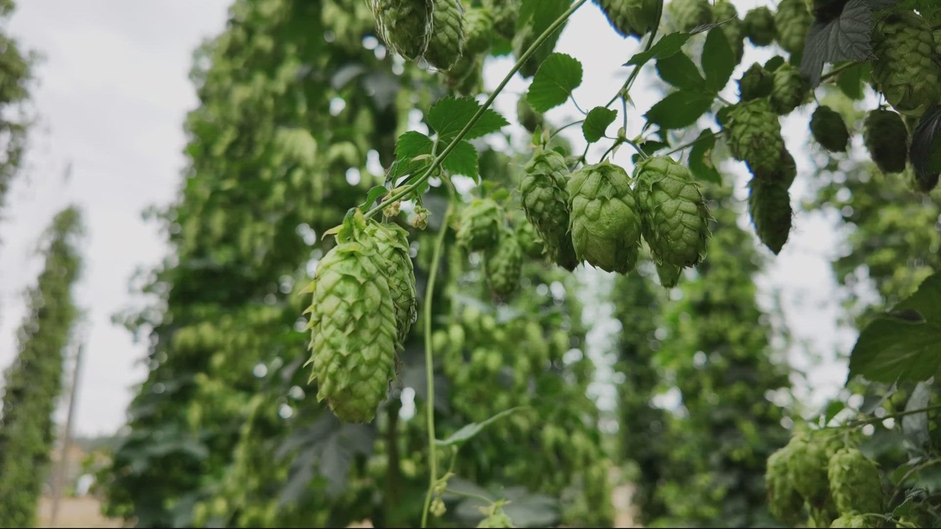 The trend of lighter beers may be affecting the decrease in hops acreage.