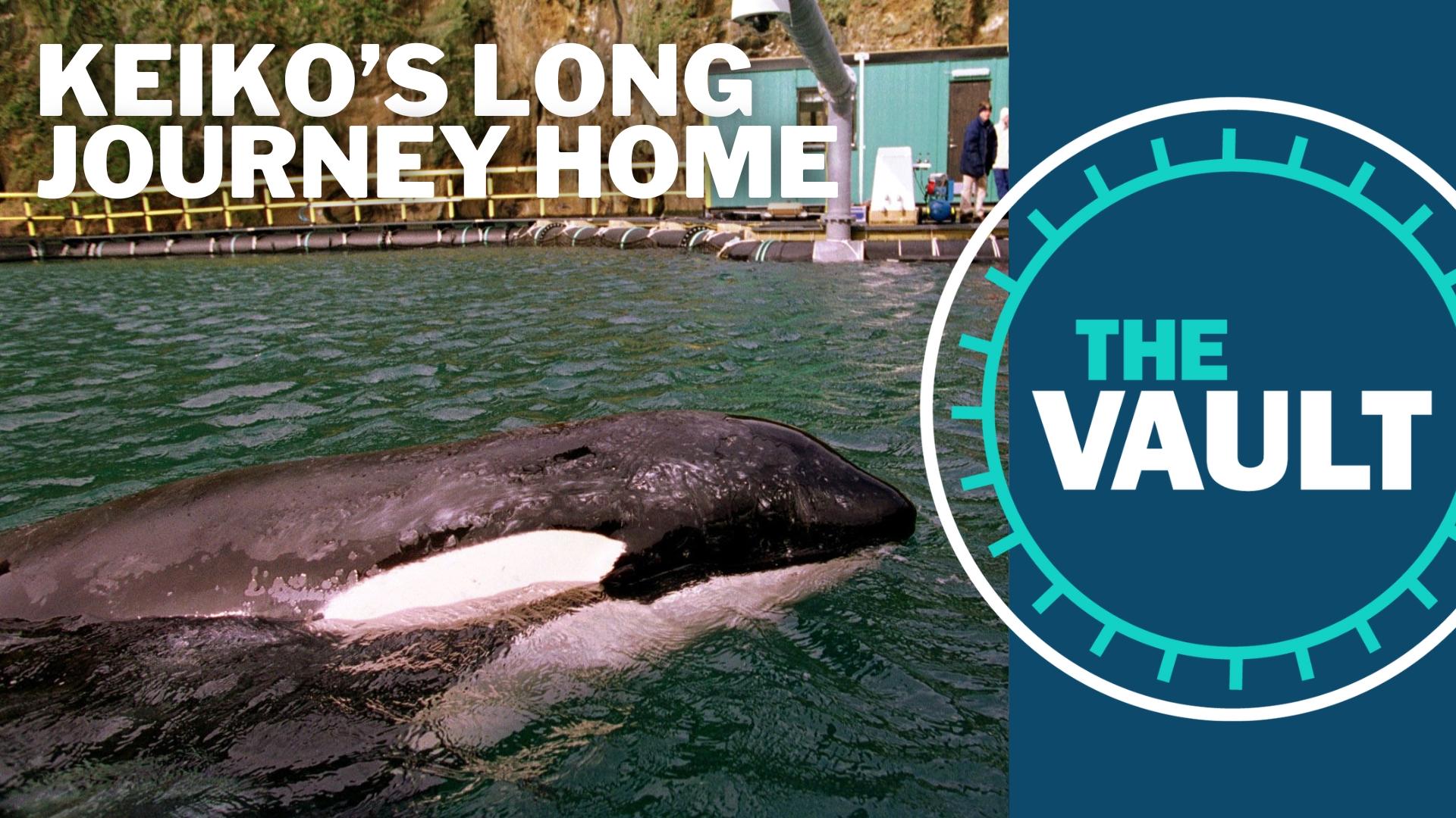 A 1998 special documenting Keiko the killer whale's journey back to the wild, from his time in Mexico City, to his rehabilitation in Oregon to a move to Iceland.