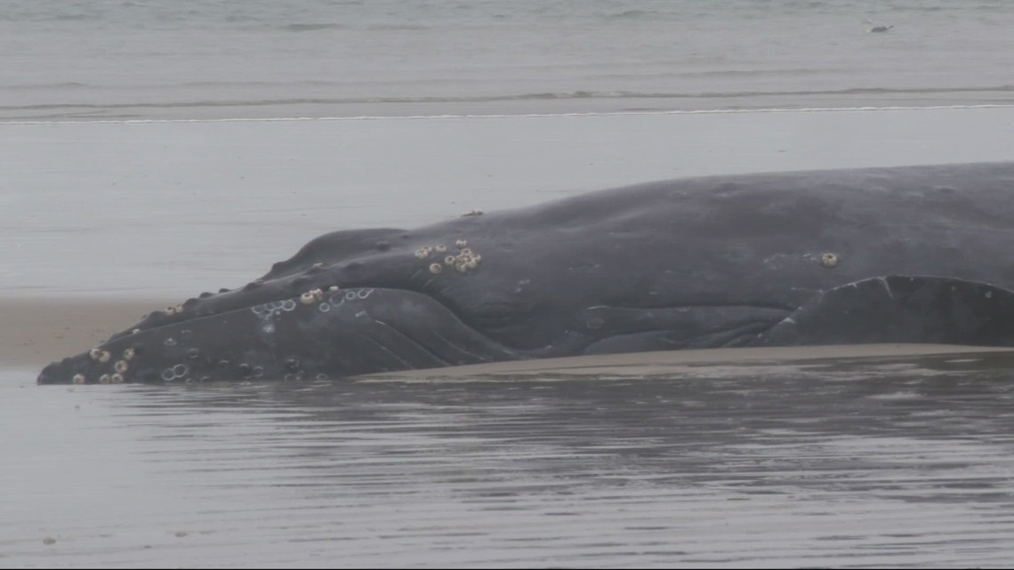Rescue efforts fail for beached humpback whale near Yachats; euthanasia likely option