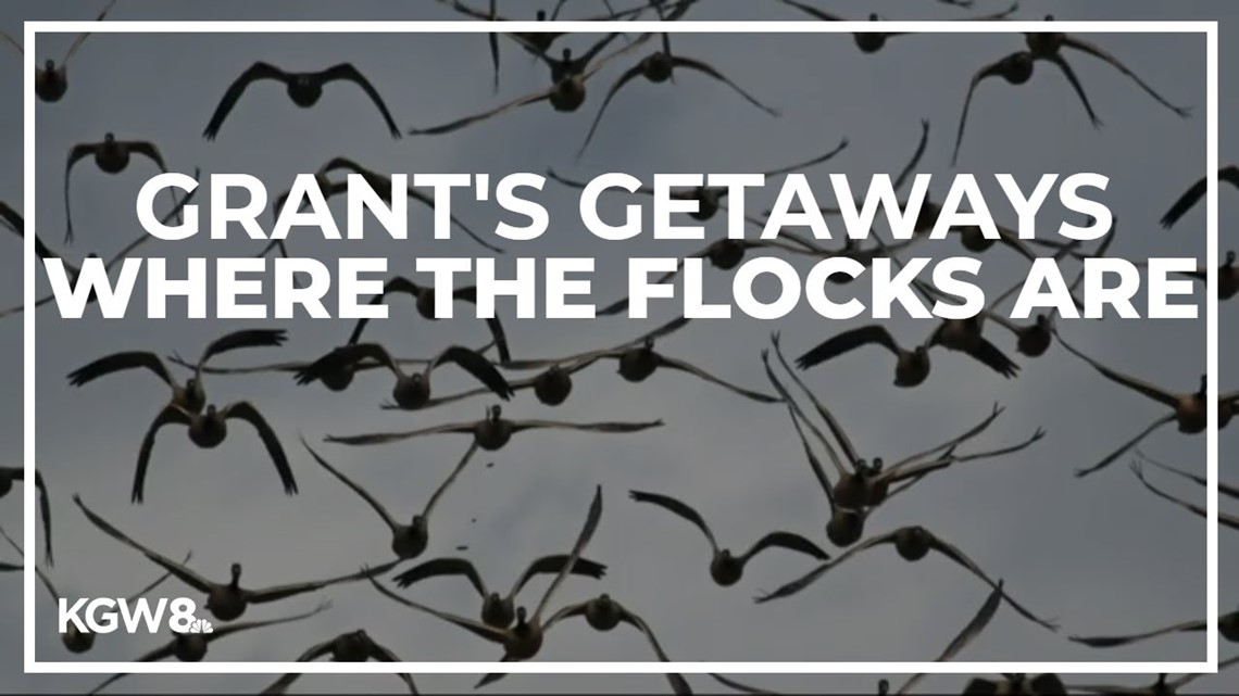 Grant's Getaways: Where the flocks are