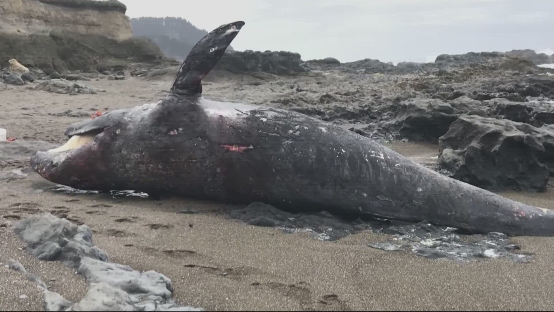Nearly 700 whales have washed ashore in the U.S., Canada and Mexico since 2019. Oregon State University researchers believe they’ve found the cause.