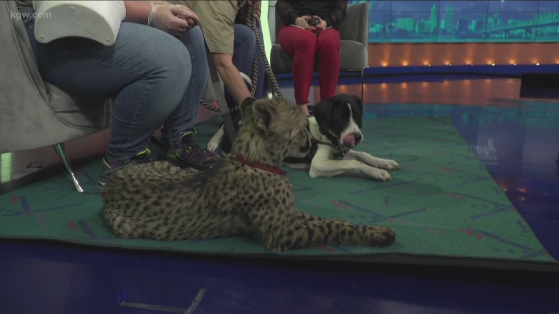 You have to go to Wildlife Safari in Winston to meet a baby cheetah and puppy who will be best friends forever.
wildlifesafari.net
#TonightwithCassidy