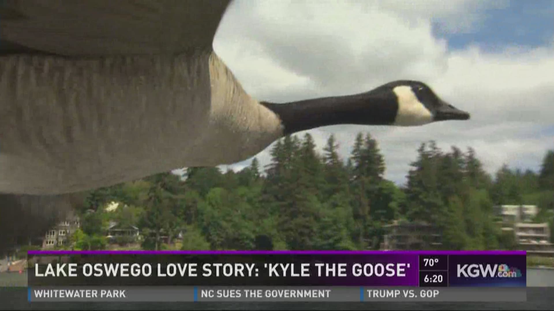 Lake Oswego love story: 'Kyle the goose'