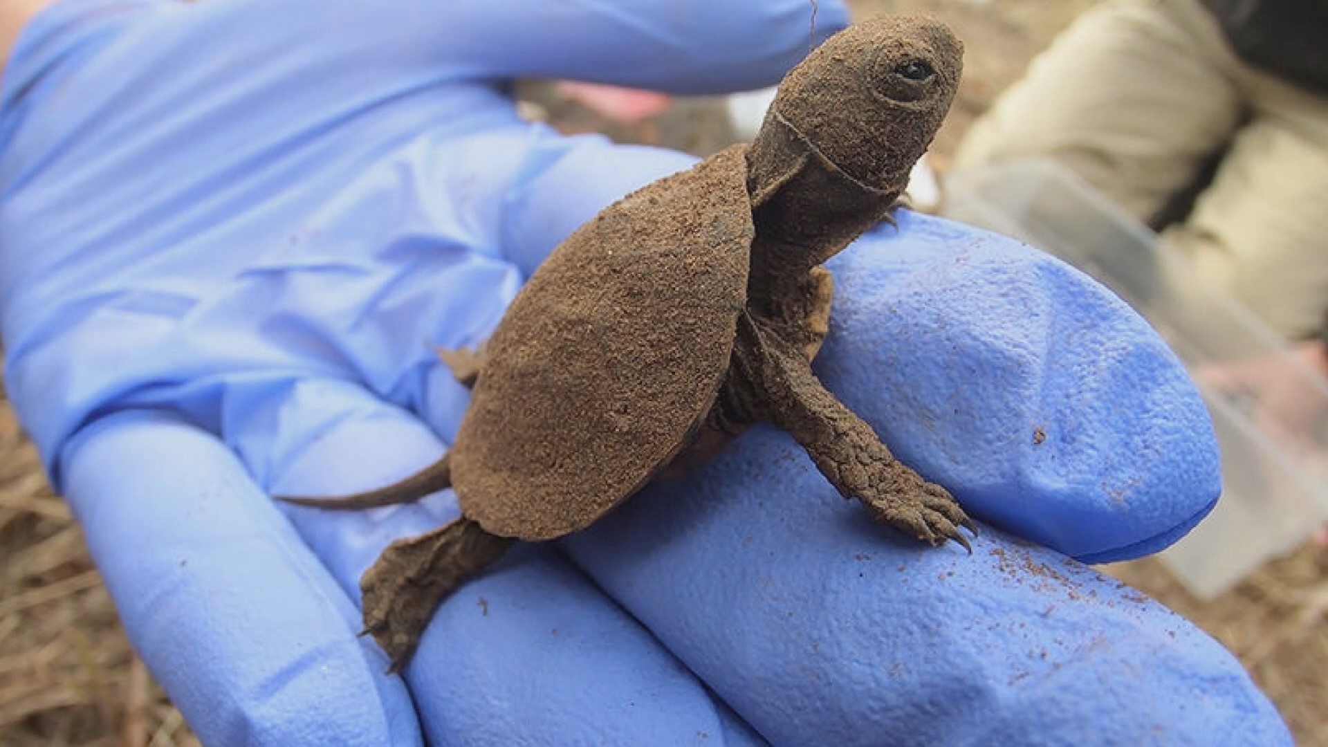 The Oregon Zoo helps endangered Western pond turtles through a 'head-starting' program. KGW Sunrise's Drew Carney explains how they're protecting the tiny turtles.