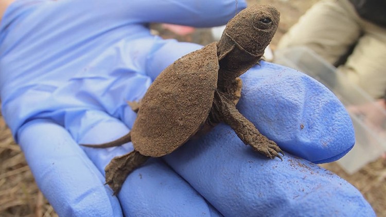The Oregon Zoo helps endangered and threatened pond turtles